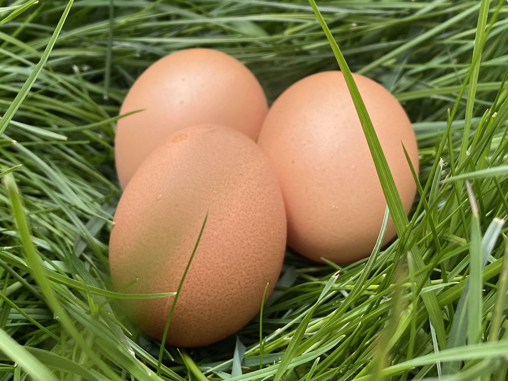 Kesler's WIESENEI -  Hühner und Eier